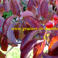 Cornouiller officinal feuille et fruit
