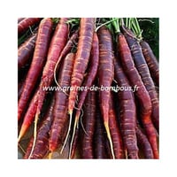Cosmic purple graines de carotte violette