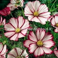 Cosmos picotee graines