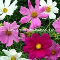 Cosmos