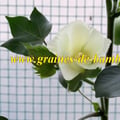 Cotonnier en fleur