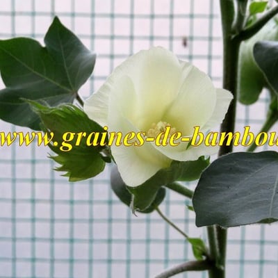 Cotonnier en fleur