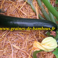 Courgette black beauty du jardin