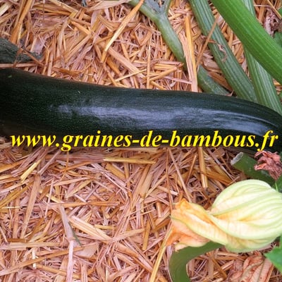 Courgette black beauty du jardin