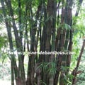 dendrocalamus-giganteus-site.jpg