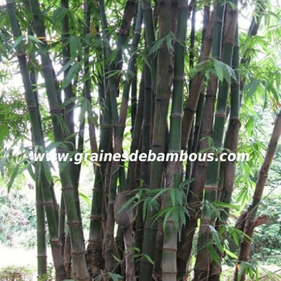 dendrocalamus-giganteus-site.jpg