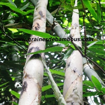 dendrocalamus-semiscandens-site-3.jpg