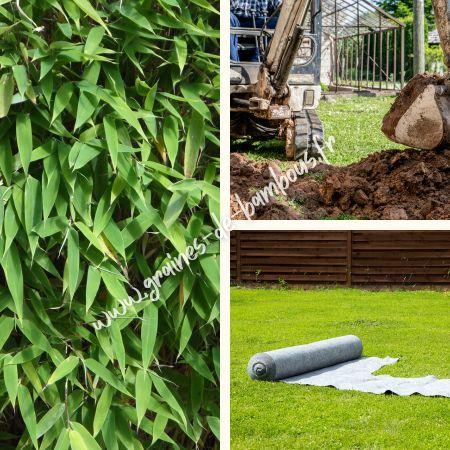 Elimination bambou jardin