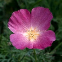 Eschscholzia purple gleam