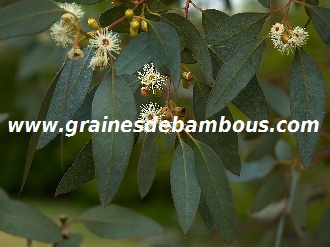 eucalyptus-gunnii-super-blue-site-www-grainesdebambous-com-2.jpg