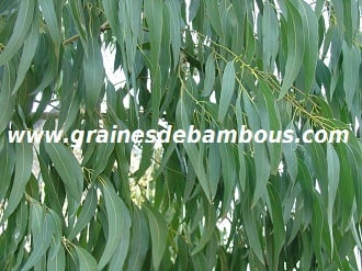 eucalyptus-niphophila-www-grainesdebambous-com-1.jpg