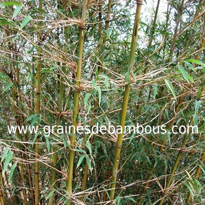 fargesia-gaolinensis-site-13.jpg