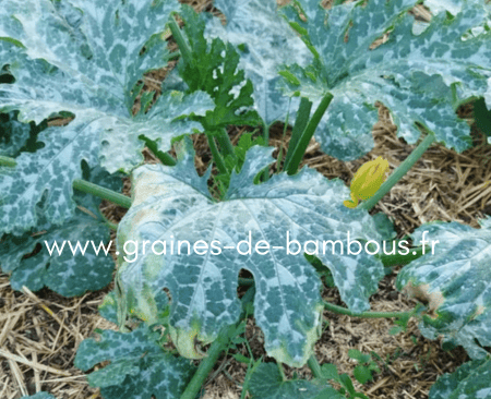 Feuille courgette oidium