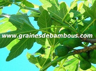 figuier-ficus-carica-www-grainesdebambous-com-1.jpg