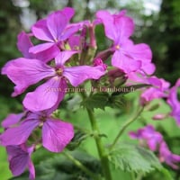 Fleur lunaria annua