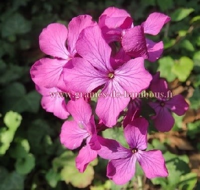 Fleurs d herbes aux ecus