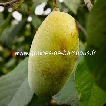 Fruit asiminier