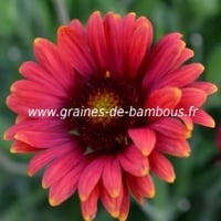 Gaillarde fleur variee en mix