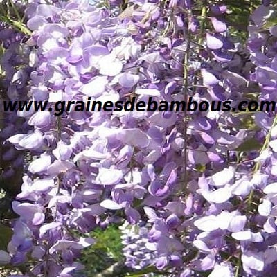 glycine-de-chine-bleue-www-grainesdebambous-com-2.jpg