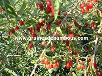 goji-lycium-barbarum-www.jpg