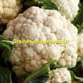 Graines chou fleur boule de neige sur notre site