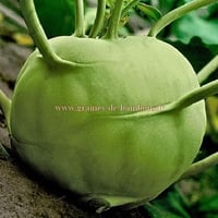 Graines chou rave superschmelz
