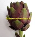 Graines d artichaut violet de provence