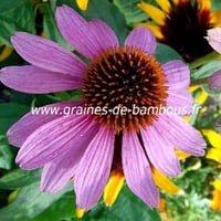 Graines d echinacea purpurea