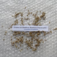 Graines de bambou bambusa polymorpha
