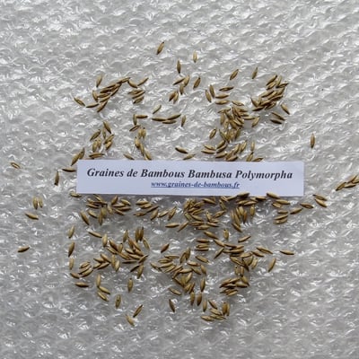 Graines de bambou bambusa polymorpha