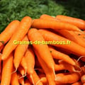 Graines de carotte variete de saint valery
