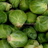 Graines de chou de bruxelles