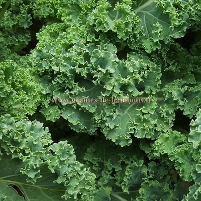 Graines de chou frise vert demi nain