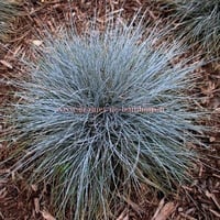 Graines de fetuque bleue