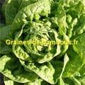 Graines de laitue blonde