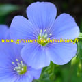 Graines de lin bleu vivace