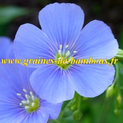 Graines de lin bleu vivace