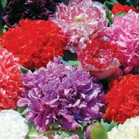 Graines de pavot a fleur de pivoine double