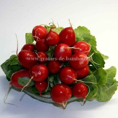 Graines de radis cherry belle