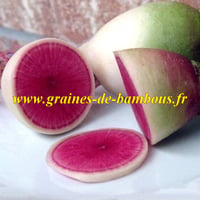 Graines de radis pasteque