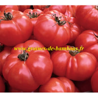 Graines de tomate belge geante