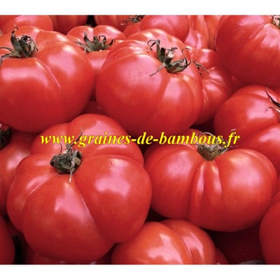 Graines de tomate belge geante