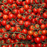 Graines de tomate pokusa