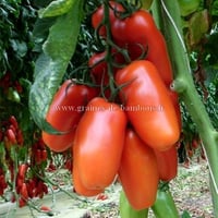 Graines de tomate san marzano 2