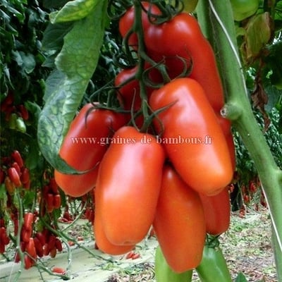 Graines de tomate san marzano 2