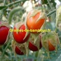 Graines morelles de balbis
