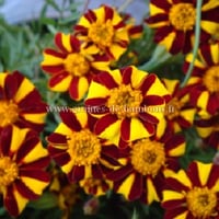 Graines oeillet d inde striped marvel