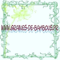 Graines papaver drapeau danois