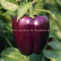 Graines poivron oda