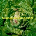 Graines sachet laitue du bon jardinier